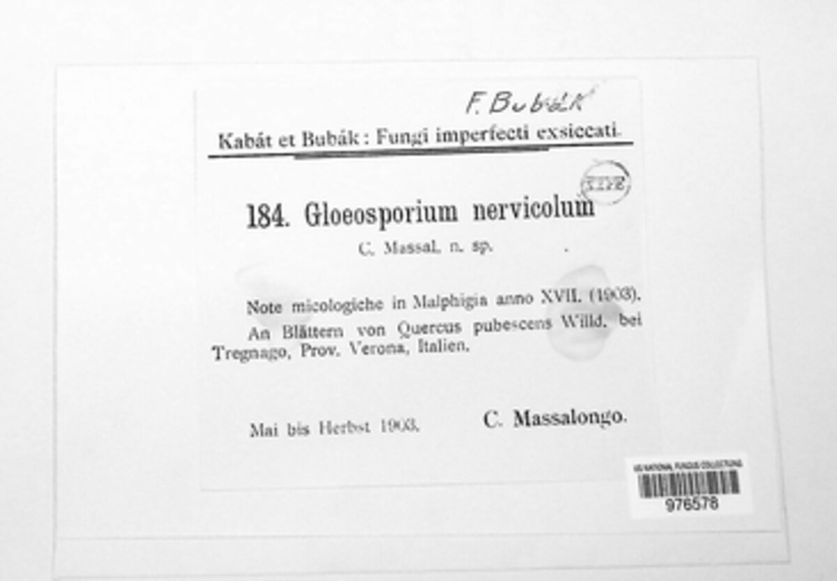 Gloeosporium nervicola image